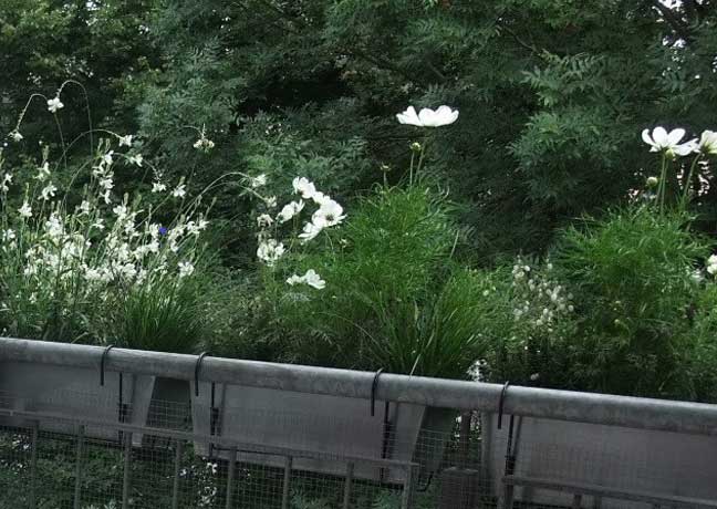 Weiße Blüten setzen starke Kontraste im Balkonkasten Anthrazit