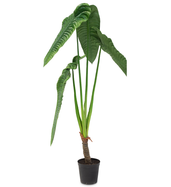 Alocasia Calidora Kunstpflanze 180 cm