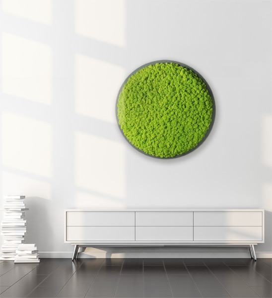 Islandmoos Bild rund Büro