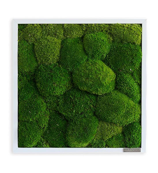 Kugelmoosbild gerahmt 35x35 cm