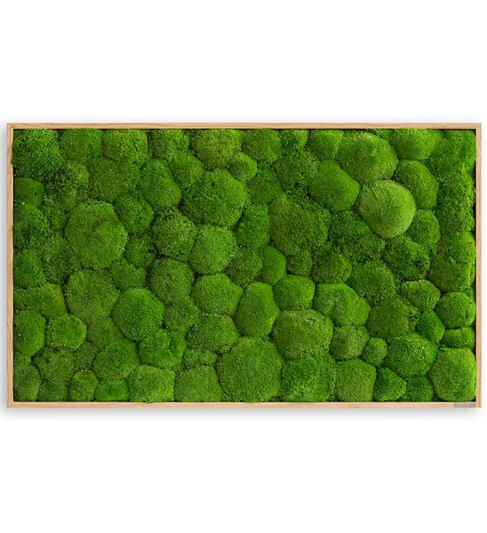 Kugelmoosbild 100x60cm rechteckig