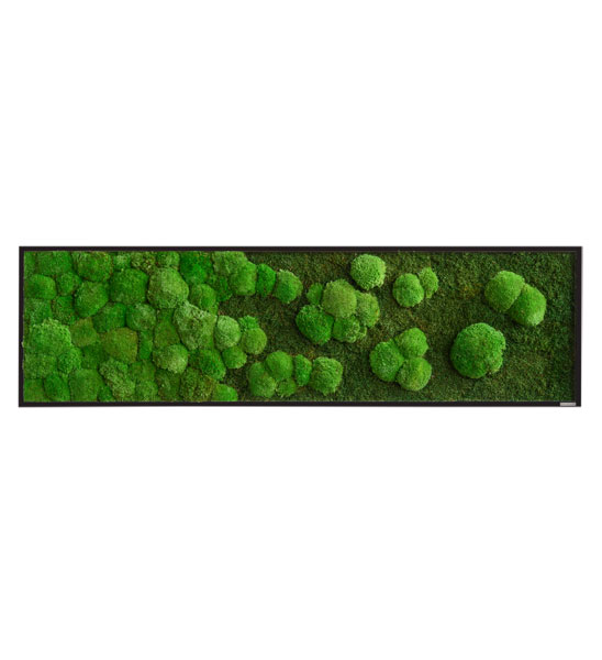 Seitenansicht Moosbild mit Verlauf 140 x 40 cm
