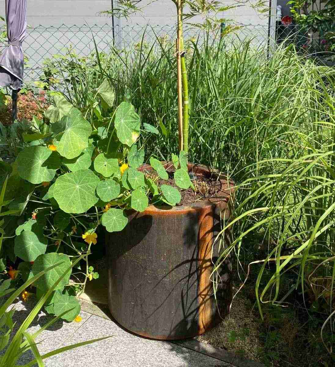 Runder Pflanzkübel im Gartenbeet mit natürlicher Bepflanzung aus Cortenstahl