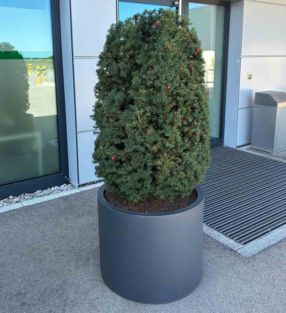 Gartensilber ZYLINDER bepflanzt am Hauseingang