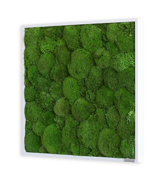 Kugelmoosbild 55x55cm seitlich