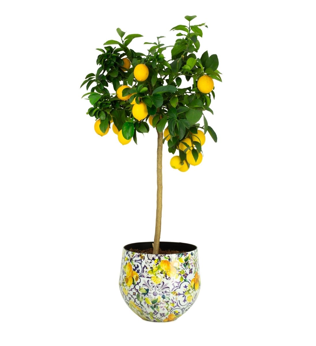 Blumentopf LEMON FUSION mit mediterranem Zitronen-Muster bepflanzt