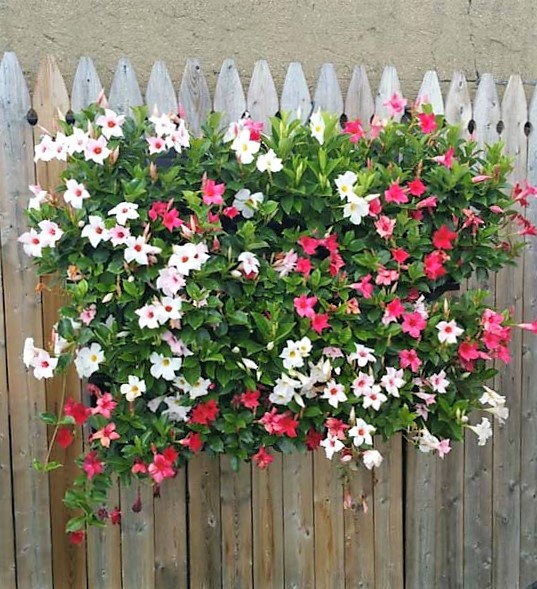 Gw Ng 100 A 50 X 83 X 24 Cm (b X H X T)ohne Befestigungsmaterial 3