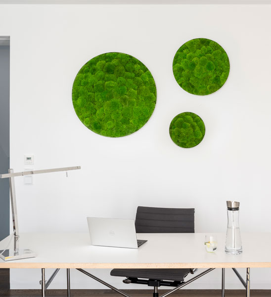 Runde Kugelmoosbilder für die Wandbegrünung im Wohnzimmer