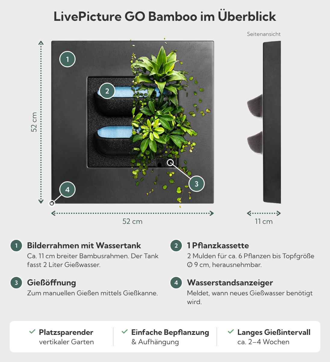 LivePicture Go Bamboo Pflanzenbild Infografik, Bilderrahmen für lebende Pflanzen mit Wassertank 52x52 cm
