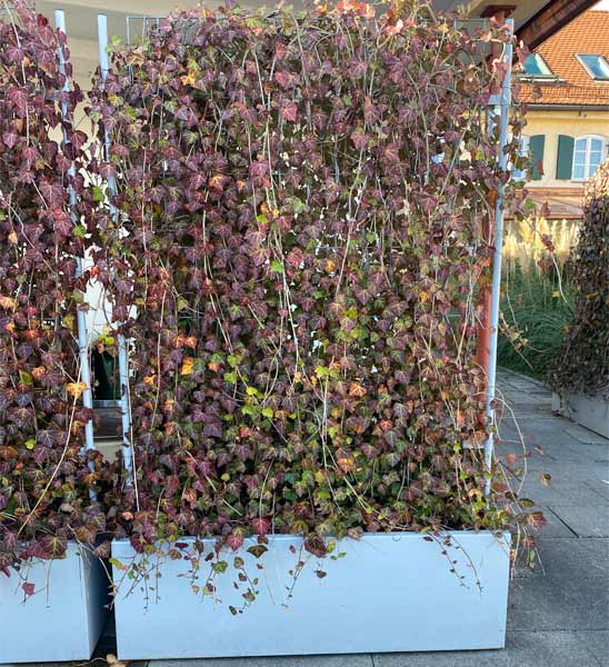 Pflanzkübel für Fertighecken für die Terrasse 180 cm hoch