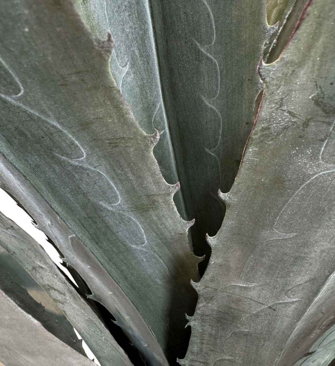 Detailaufnahme der künstlichen Agave, feine Maserung und Grün-Weiß-Farbverlauf