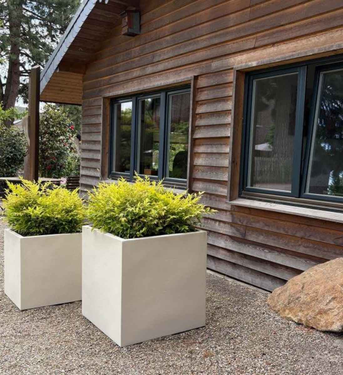 Pflanzlübel Beige eckig bepflanzt mit Gold-Liguster vor Hauseingang