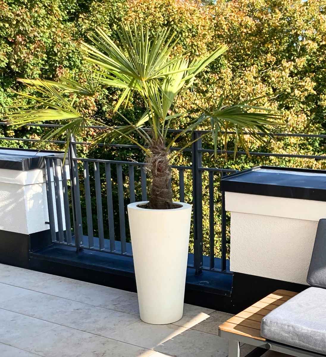 konische cremefarbene Pflanzvase auf dem Balkon mit Palmenbepflanzung