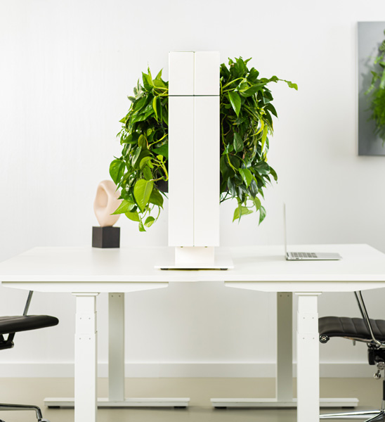 Design Raumtrennwand für echte Pflanzen schafft Sichtschutz am Schreibtisch