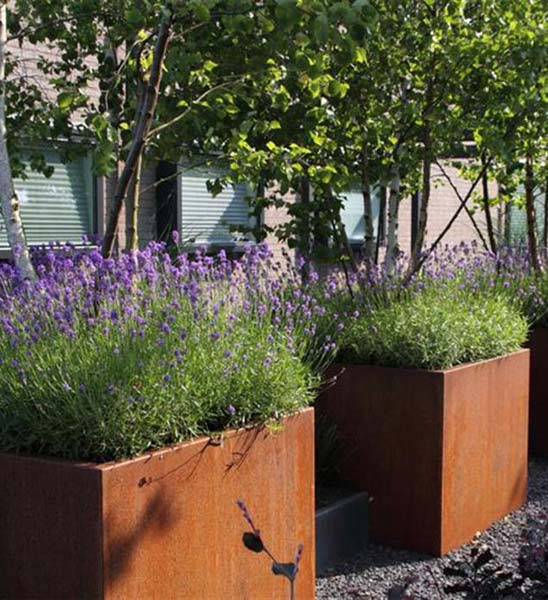 Pflanzkübel Cortenstahl kubisch Garten mit Lavendel