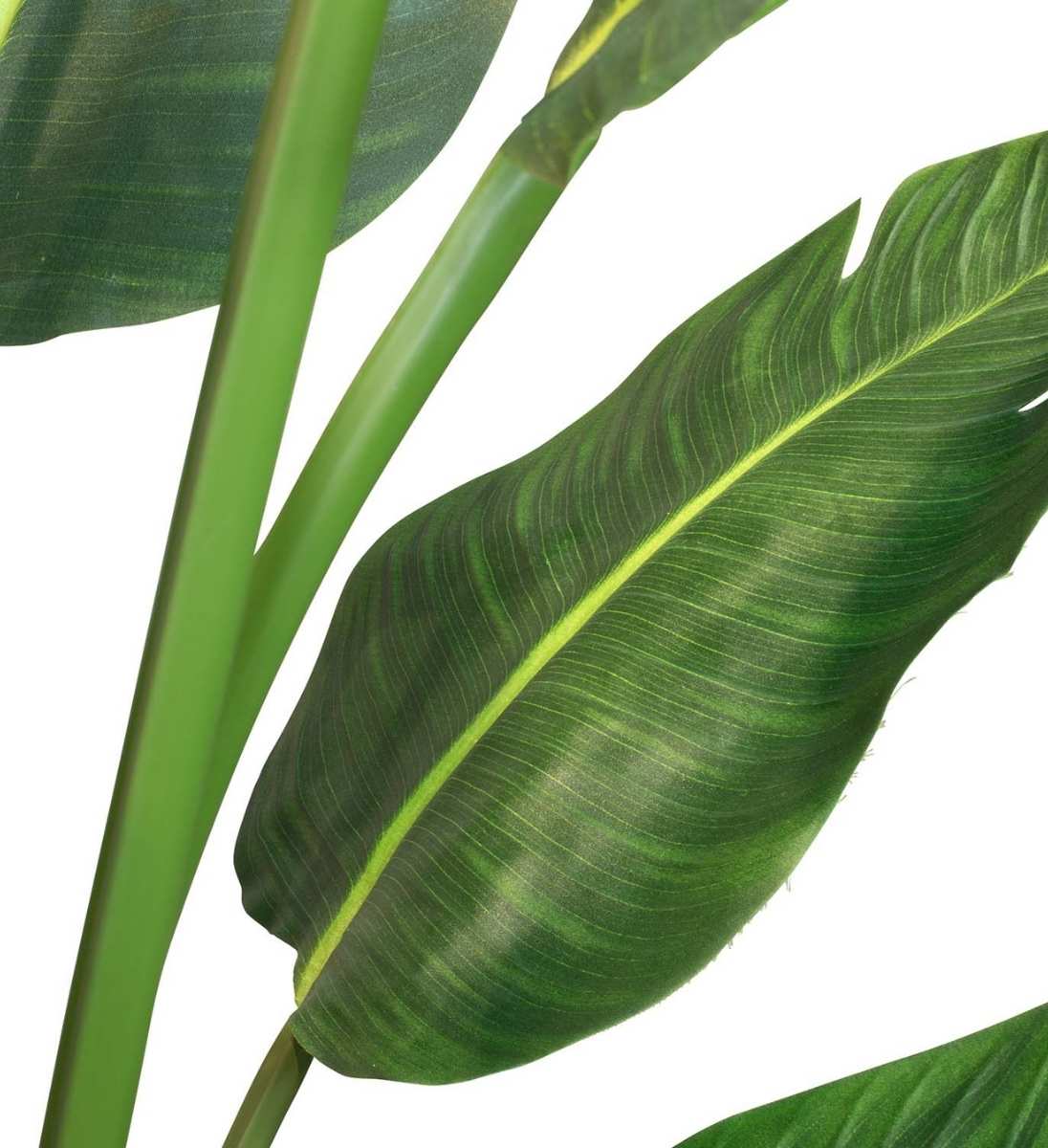 Detailaufnahme der Steile und Blätter der Strelitzie Kunstpflanze