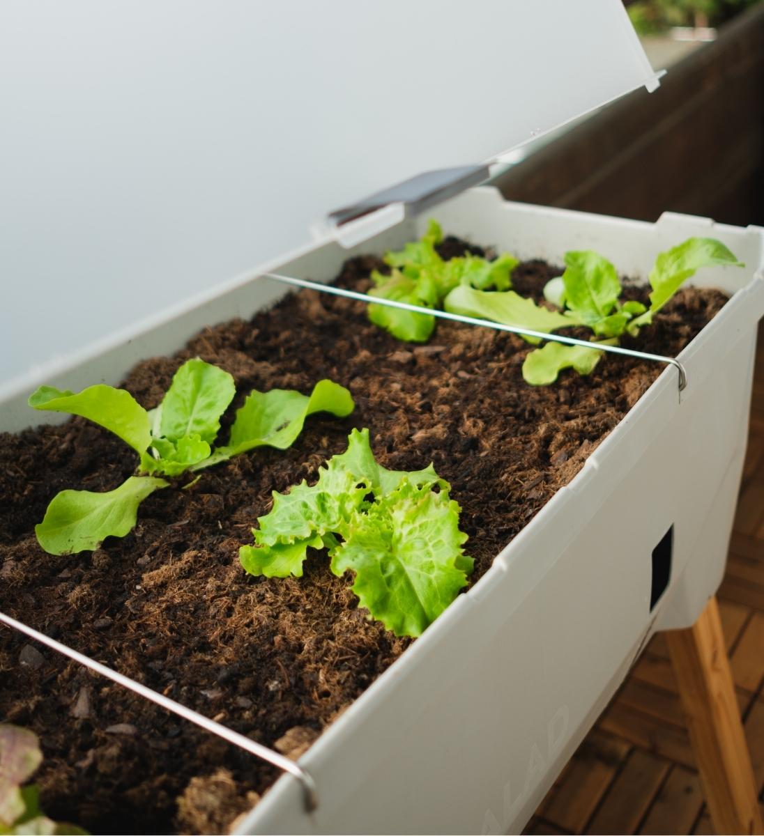 Terrassen Hochbeet Sammy Salad Draht Zur Stabilisierung