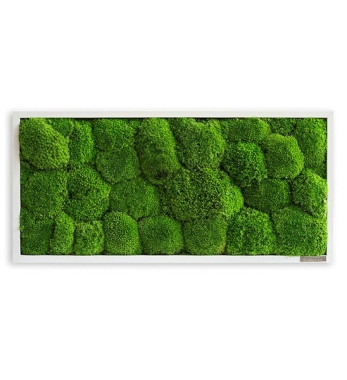 Kugelmoosbild 57x27 cm