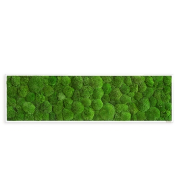 Kugelmoosbild 140x40 cm