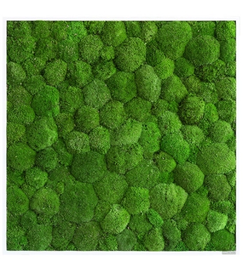 Kugelmoosbild 80x80 cm