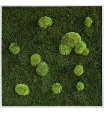 Quadratisches Moosbild 80 x 80 cm in weißem Holzrahmen