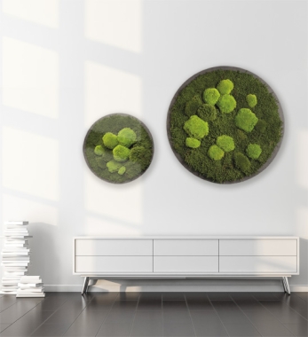 Moosbild Mit Kugelmoos Rund 50cm 70cm