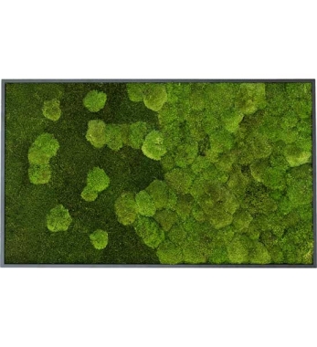 Moosbild mit Verlauf 100 x 60 cm zur Wandbegrünung