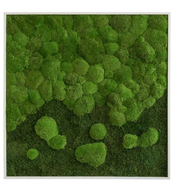 Moosbild quadratisch mit Verlauf 80 x 80 cm aus konserviertem Moos