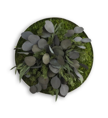 Pflanzenbild Green-Islands LEAFS mit Eukalyptus