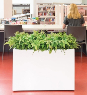 Pflanzkübel Raumteiler Fiberglas weiß mit Farnen bepflanzt in Büro
