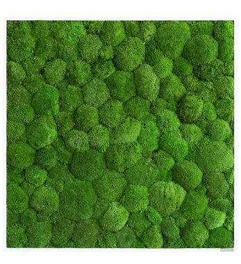 Kugelmoosbild 80x80 cm