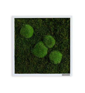 Moosbild aus Waldmoos und Kugelmoos 35x35 cm groß