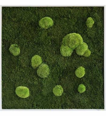 Quadratisches Moosbild 80 x 80 cm in weißem Holzrahmen