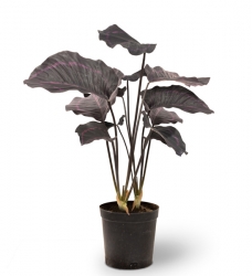 Calathea Kunstpflanze 60 cm
