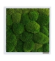 Kugelmoosbild gerahmt 35x35 cm
