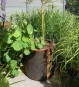 Runder Pflanzkübel im Gartenbeet mit natürlicher Bepflanzung aus Cortenstahl