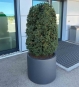 Gartensilber ZYLINDER bepflanzt am Hauseingang