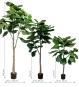 Drei Größen der künstlichen Geigenfeige – 120, 180 und 240 cm hohe Ficus lyrata Pflanzen im Vergleich