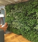 Grüne Wand mit Pflanzen
