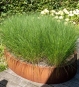 Ovales Hochbeet oval aus Cortenstahl für die Terrasse