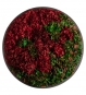 Hortensienbild rot grün