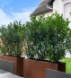Pflanzkübel Cortenstahl 120 x 40 x 80 cm Sichtschutz im Garten