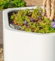 Pflanzkübel Fiberglas Weiß Detailansicht