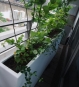 Pflanzkübel weiß Sichtschutz Raumteiler Garten