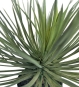 Detailaufnahme der Yucca rostrata Kunstpflanze – längliche, scharfkantige Blätter in natürlichem Grün-Grau-Ton
