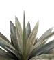 Nahaufnahme der Agave Kunstpflanze mit authentischer Blattrosette und gezackten Rändern