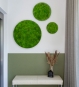 Runde Kugelmoosbilder für die Wandbegrünung im Wohnzimmer
