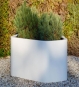 Pflanzkübel Fiberglas Shape mit Kiefer-Gewächs