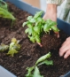 Terrassen-Hochbeet Anthrazit ohne Haube für Salat und Kräuter