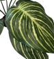 Nahaufnahme der Blätter der Calathea Kunstpflanze